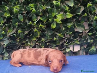 Teckel Miniatura perros Teckel Miniatura para entregar 4 semanas - Anuncio 9