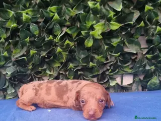 Teckel Miniatura perros Teckel Miniatura para entregar 4 semanas - Anuncio 4