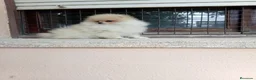Pomerania perros en venta: Pomerania mini - Anuncio 3