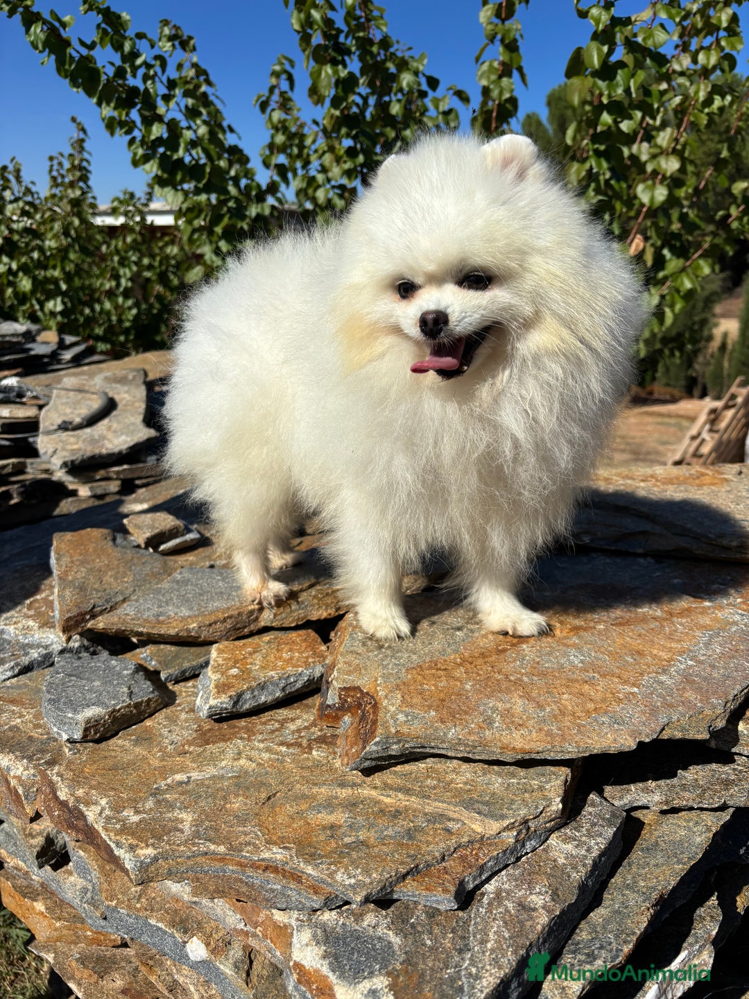 Pomerania perros en venta: Pomeranias nueva camada !!! - Anuncio 3