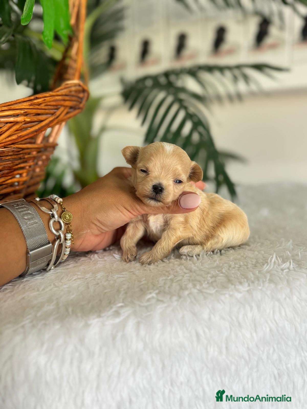 Maltipoo perros MALTIPOO LÍNEA COREANA – DULZURA EN TAMAÑO PEQUEÑO - Anuncio 1