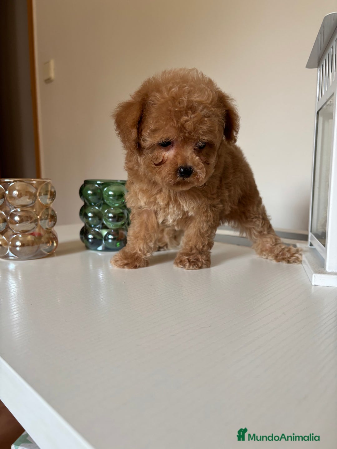 Maltipoo perros en venta: Maltipoo hembra (tacita de té) mini  - Imagen 2