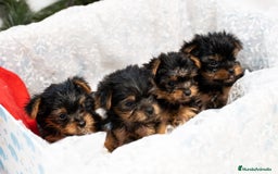 Yorkshire Terrier perros en venta: Yorkshire terrier disponibles!! - Anuncio 1