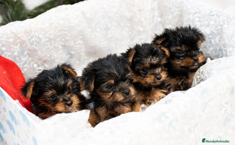 Yorkshire Terrier perros Yorkshire terrier disponibles!! - Anuncio 1