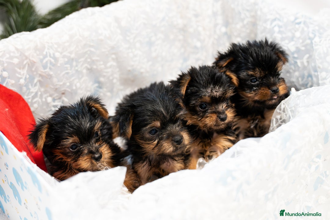 Yorkshire Terrier perros en venta: Yorkshire terrier disponibles!! - Anuncio 1