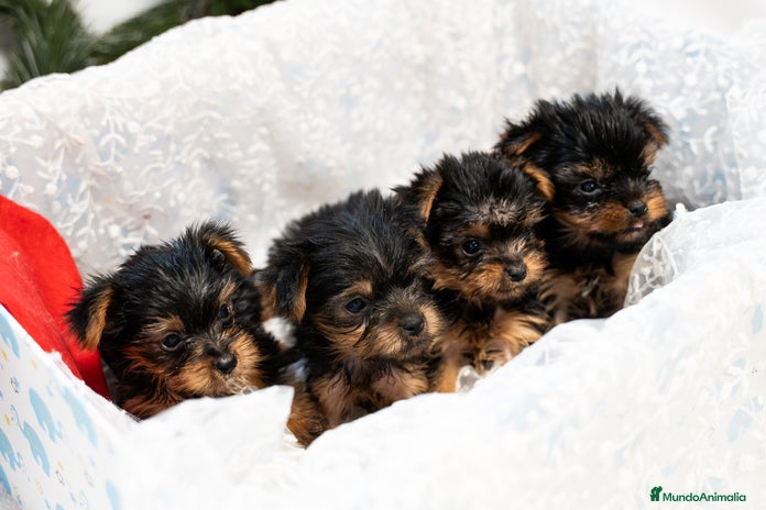 Yorkshire Terrier perros Yorkshire terrier disponibles!! - Anuncio 1
