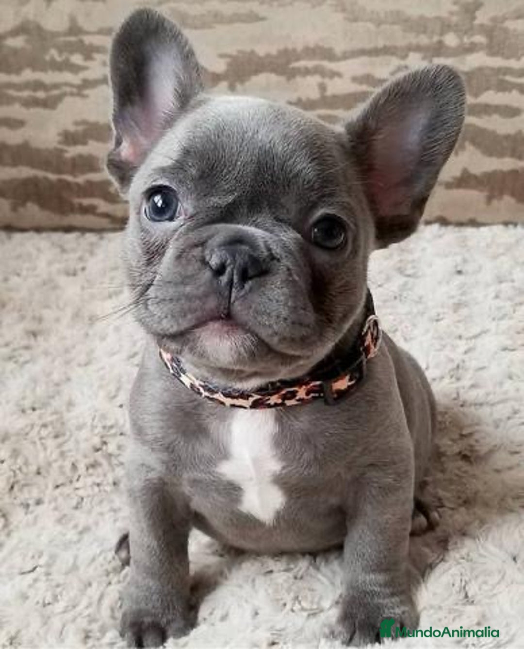 Bulldog Francés perros en venta: 🐶✨ Preciosos Bulldog Francés disponibles ✨🐶 - Imagen 1