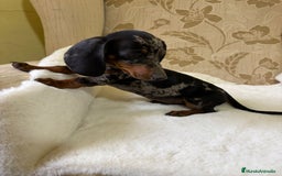 Teckel Miniatura perros en venta: cachorro de teckel miniatura arlequín Merle plata  - Imagen 8