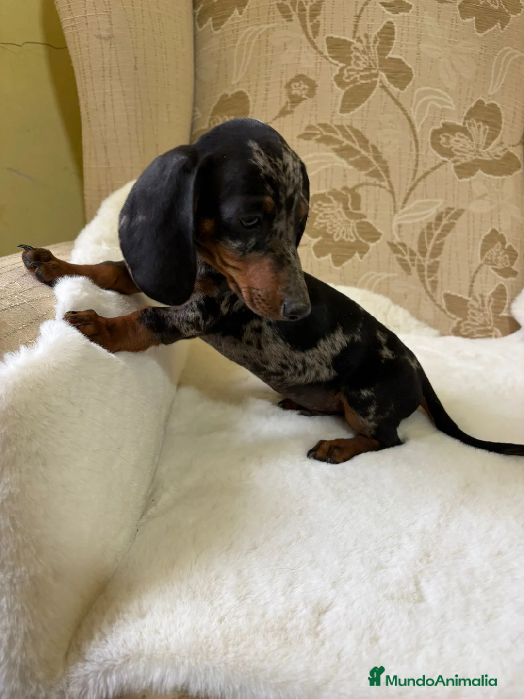 Teckel Miniatura perros en venta: cachorro de teckel miniatura arlequín Merle plata  - Anuncio 8