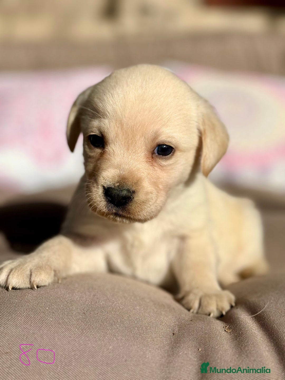 Labrador Retriever perros en venta: 🐾 LABRADOR RETRIEVER — Camada  - Anuncio 4