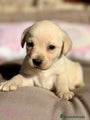 Labrador Retriever Cachorro 6