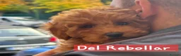 Caniche Toy perros en venta: Caniches toy chocolate - Anuncio 6