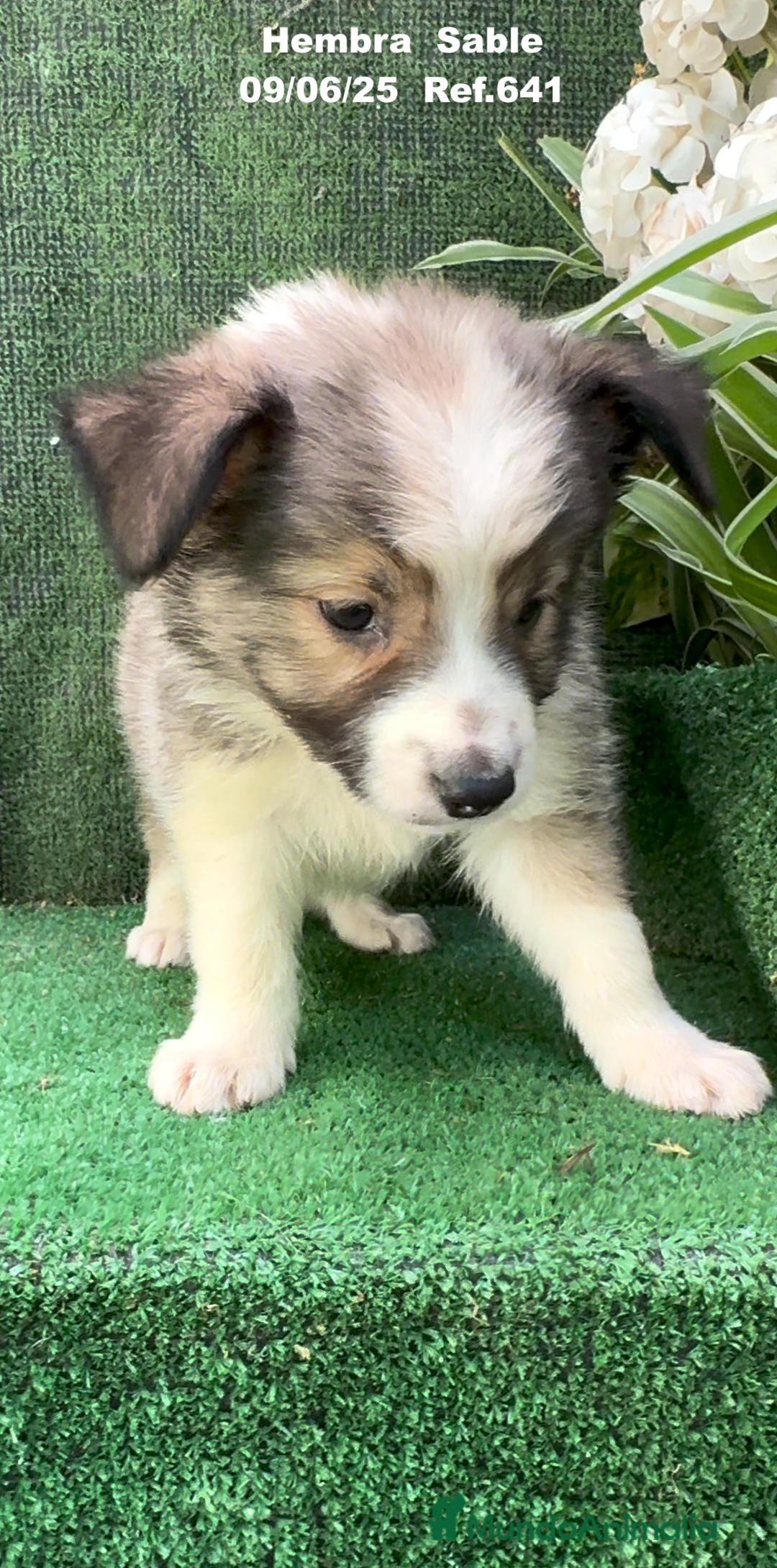 Border Collie perros en venta: BORDER COLLIE sable - Imagen 7