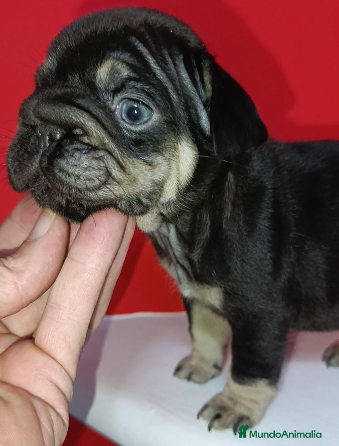 Bulldog Francés perros en venta: Bulldog frenchis de pasion - Imagen 4