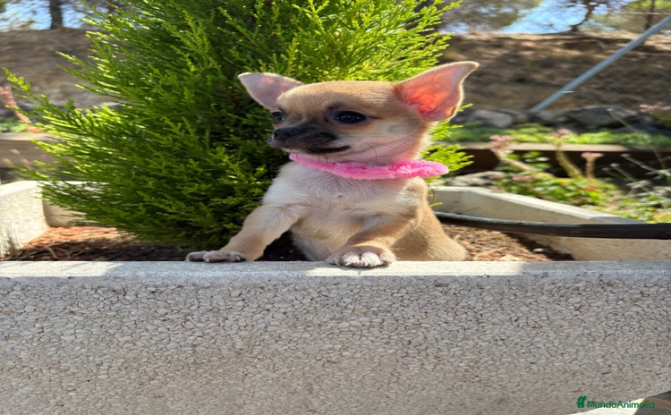 Chihuahua perros - Propaganda 2