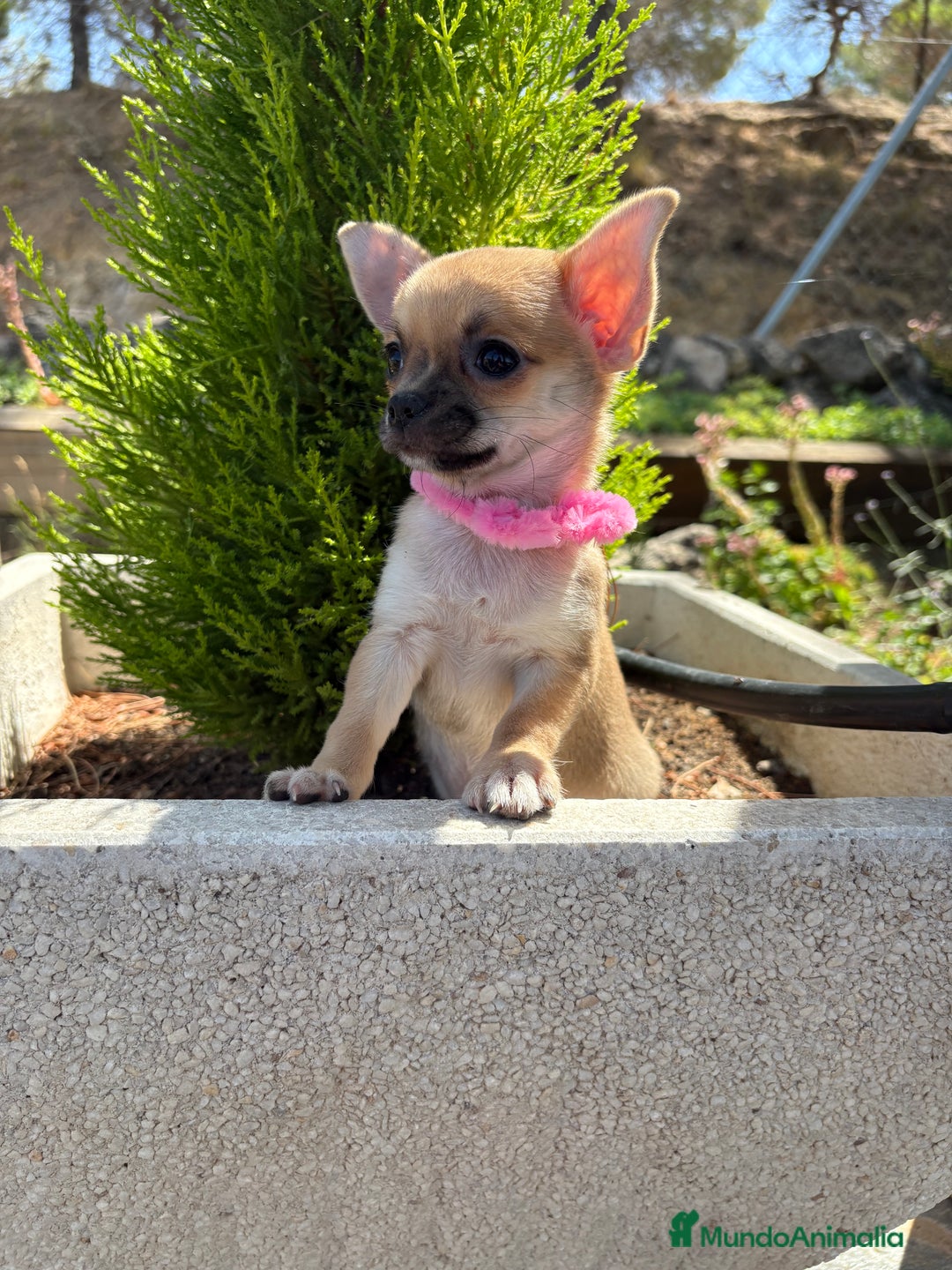Chihuahua perros en venta: Chihuahua Hembra Disponible  - Imagen 1