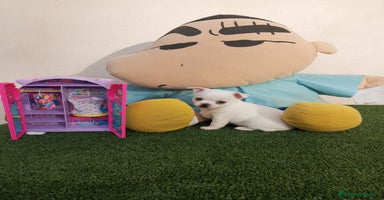 Chihuahua perros - Anuncio 5