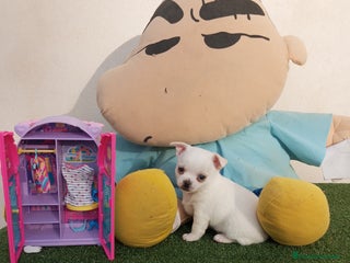 Chihuahua perros - Anuncio 16