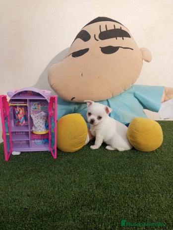 Chihuahua perros - Anuncio 4