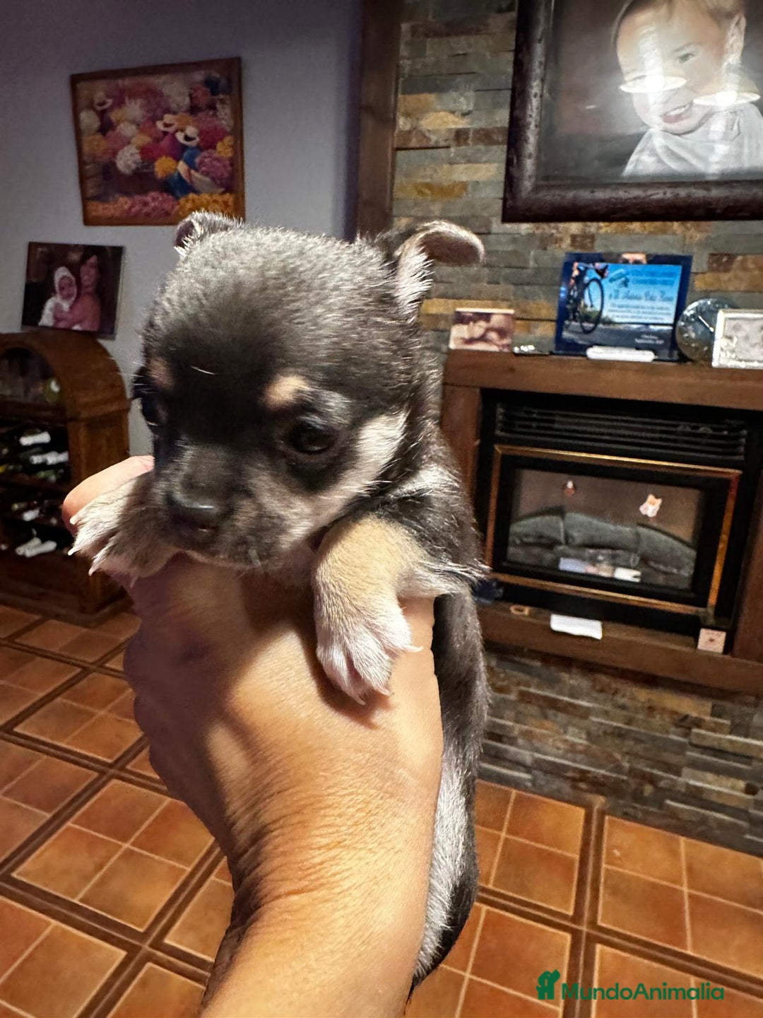 Chihuahua perros en venta: CHIHUAHUA TOY HEMBRA ❤️ - Imagen 1