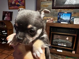 Chihuahua perros - Anuncio 4