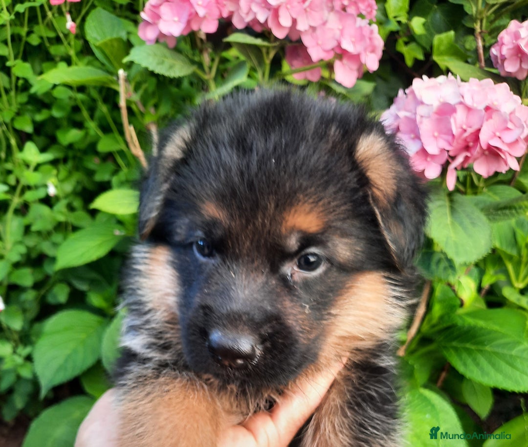 Pastor Alemán perros en venta: Pastores alemanes  - Imagen 2