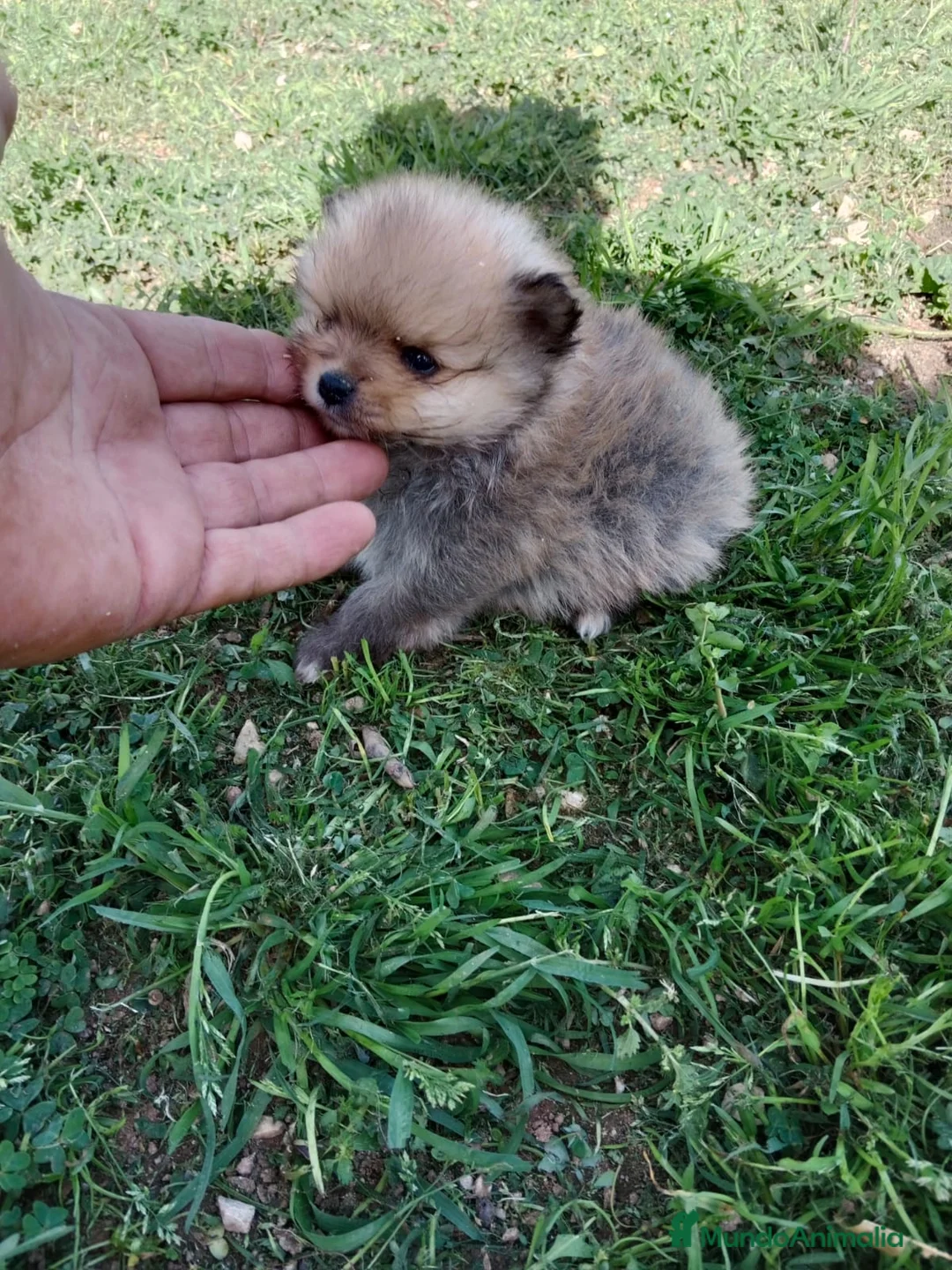 Pomerania perros en venta: Camada de Pomerania Toy  en Granada - Anuncio 4