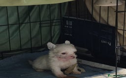 Perro Crestado Chino perros en venta: Increíbles crestado chino!!! - Anuncio 3