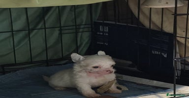 Perro Crestado Chino perros Increíbles crestado chino!!! - Anuncio 1