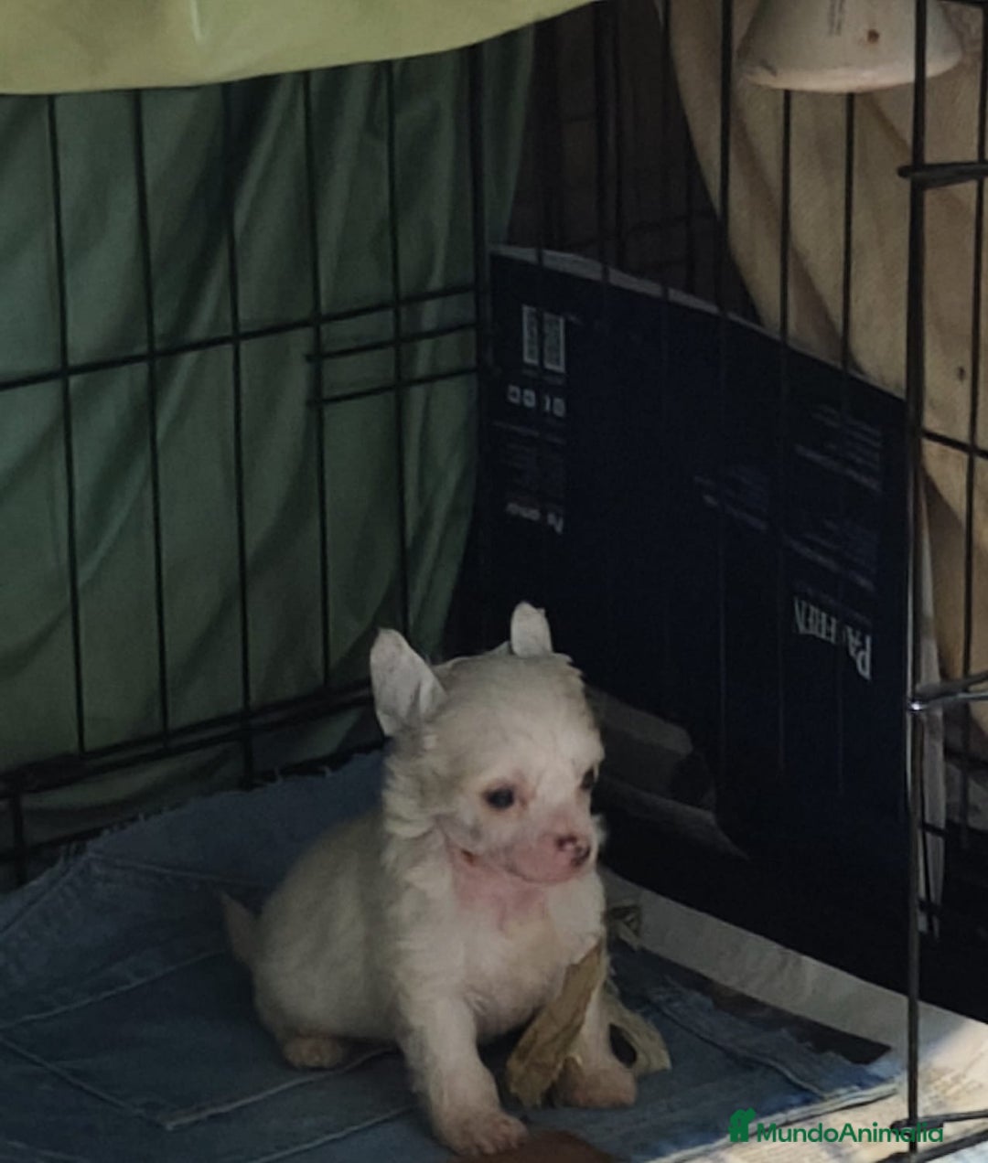 Perro Crestado Chino perros en venta: Increíbles crestado chino!!! - Anuncio 3