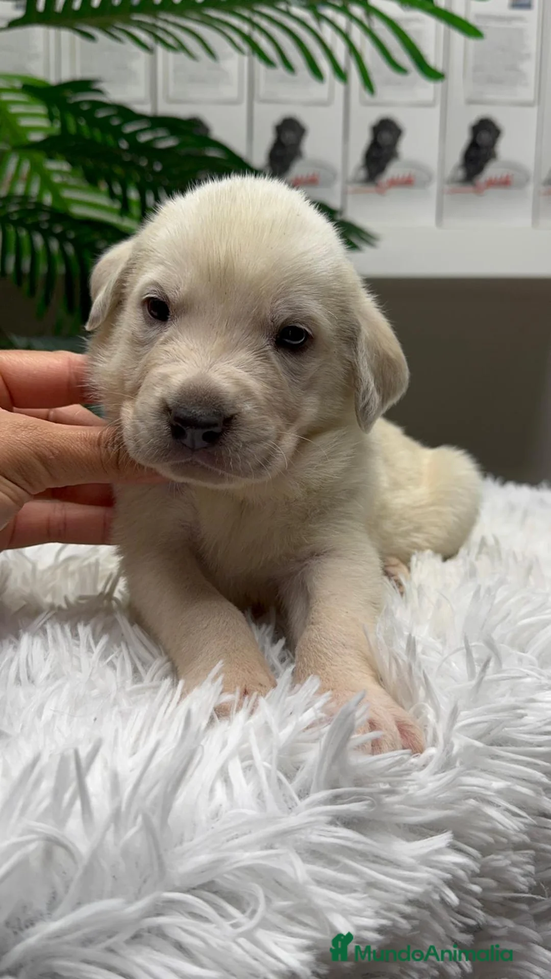 Mastín Español perros en venta: MASTIN ESPAÑOL - Anuncio 9