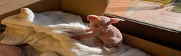 Sphynx gatos en venta: Sphynx negro y blanco - Anuncio 5