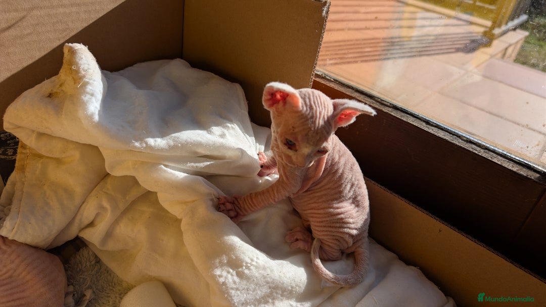 Sphynx gatos en venta: Sphynx negro y blanco - Anuncio 5