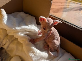 Sphynx gatos Sphynx bicolor y blanco - Anuncio 2