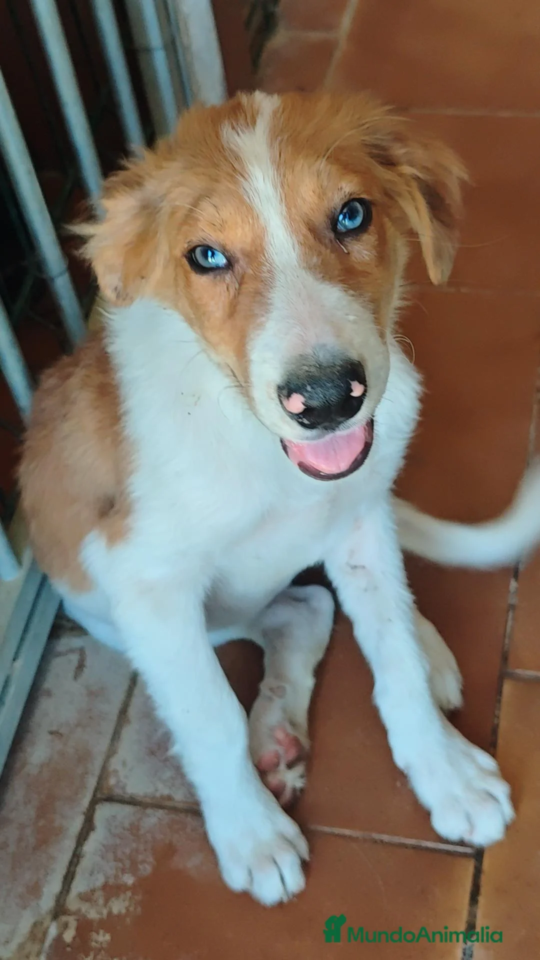 Border Collie perros en adopcion: Precioso border collie - Anuncio 1