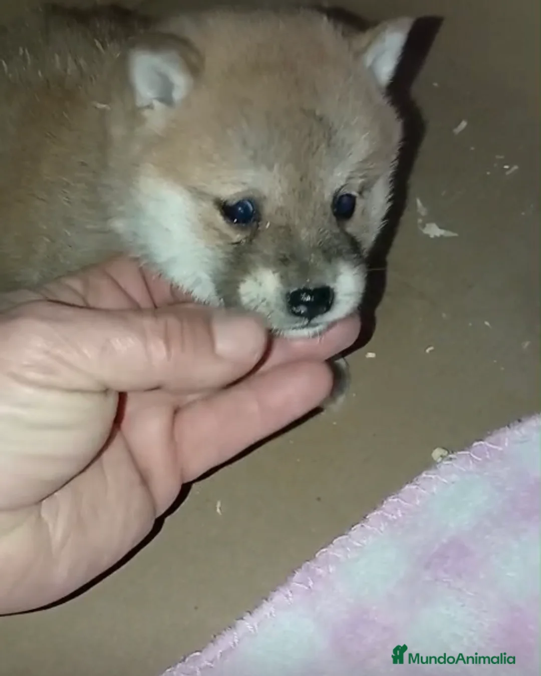Shiba Inu perros en venta: Preciosos Cachorritos de Shiba Inu 🐶🐾 - Anuncio 4