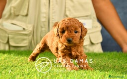 Caniche Toy perros en venta: Cachorros de Caniche. Cría Ética Calidad GarantÍas en Burgos - Imagen 5