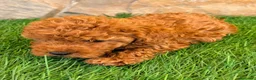 Caniche Toy perros en venta: Caniche toy roja - Anuncio 12
