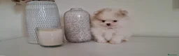 Pomerania perros en venta: Lulu de Pomerania Mini Parti color - Anuncio 4