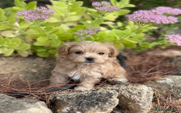 Maltipoo perros en venta: Maltipoo encantadores cahorritos!!! - Imagen 6
