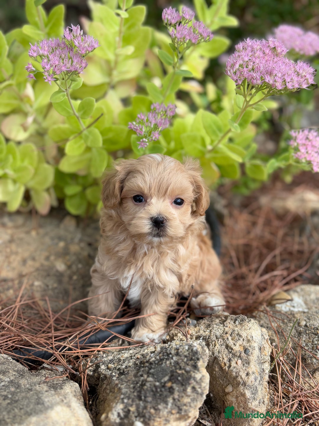 Maltipoo perros en venta: Maltipoo encantadores cahorritos!!! - Imagen 6