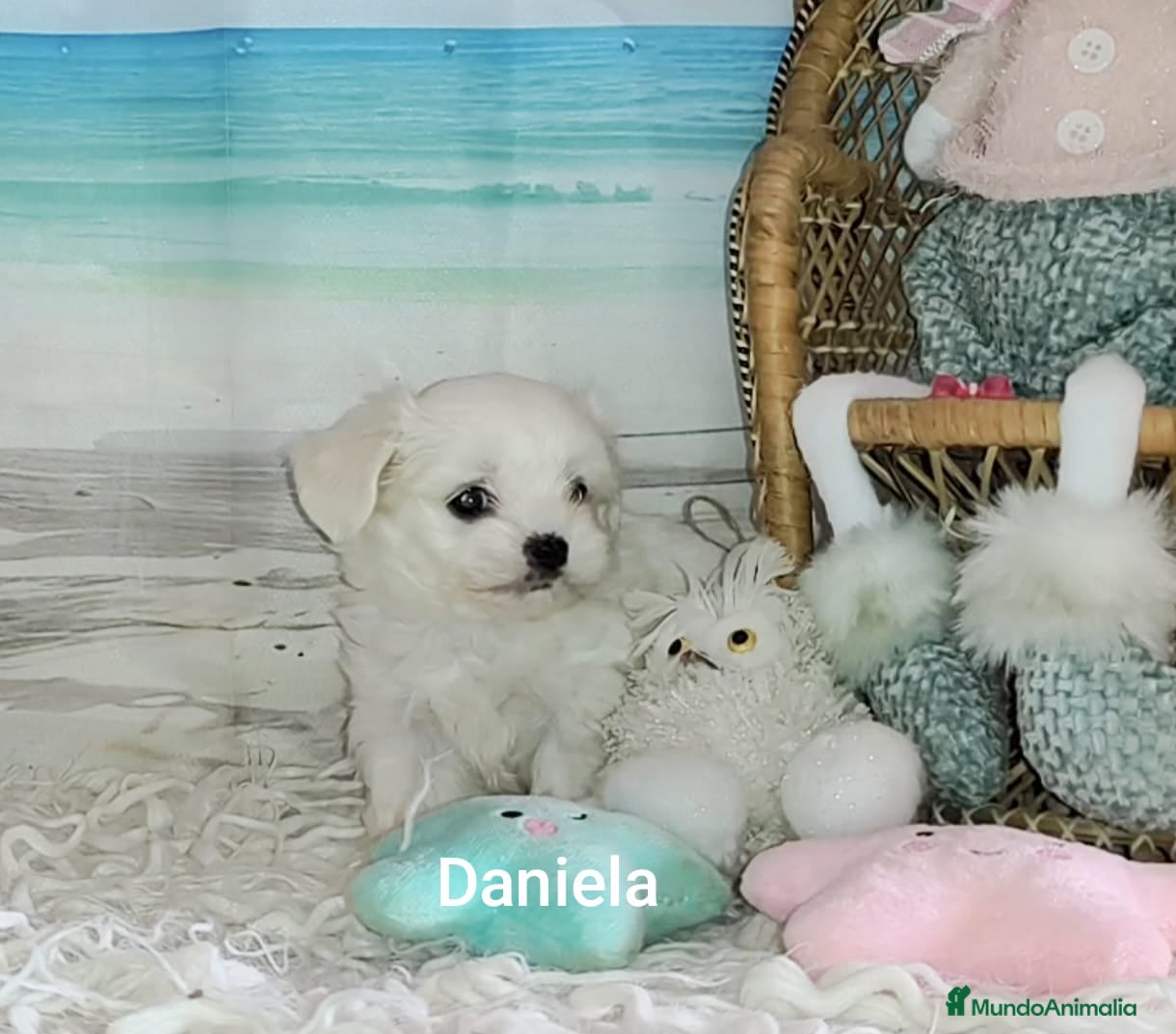 Bichón Maltés perros Bichón maltes  - Anuncio 31