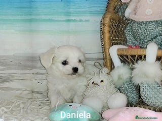 Bichón Maltés perros Bichón maltes - Anuncio 1