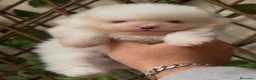 Pomerania perros en venta: POMERANIA  - Anuncio 10
