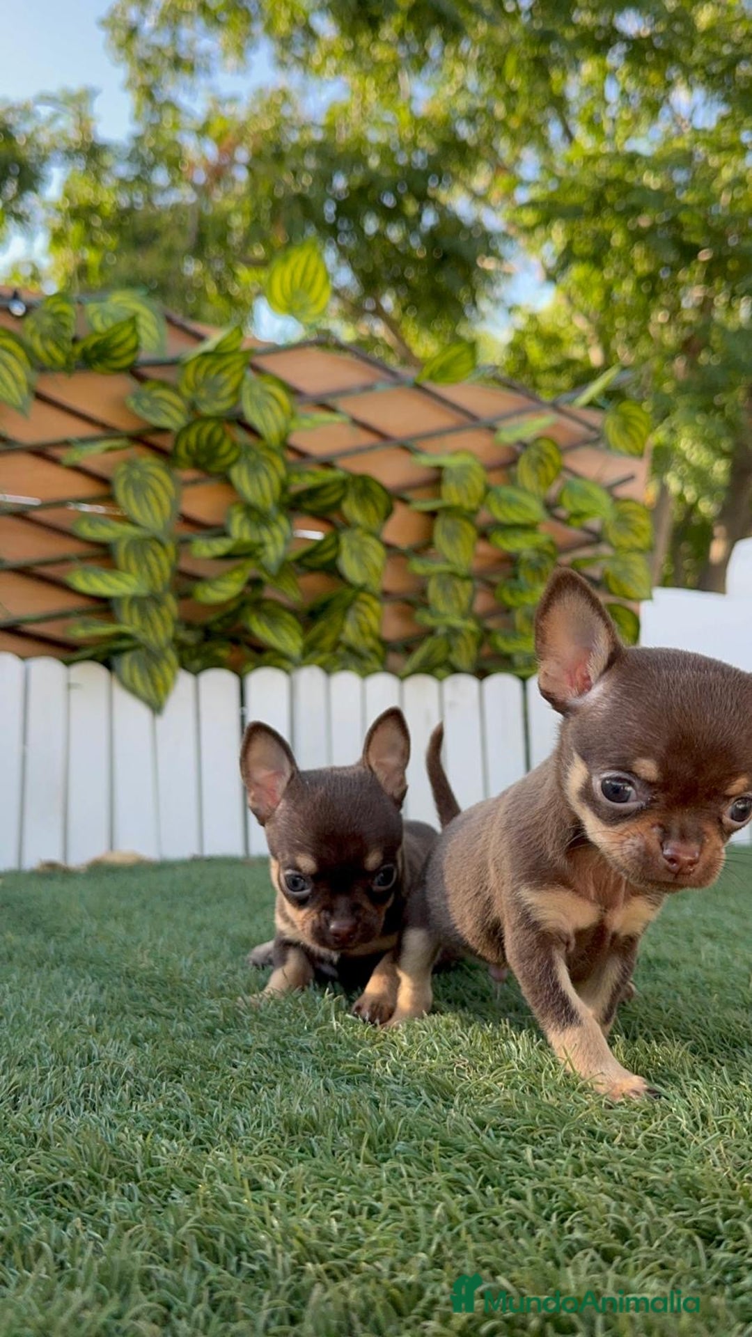 Chihuahua perros en venta: CHIHUAHUA MACHO - Imagen 5