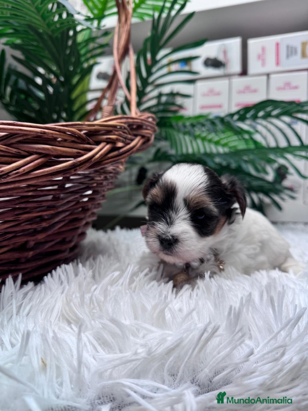Yorkshire Terrier perros en venta: YORKSHIRE BIEWER HEMBRA - Anuncio 14