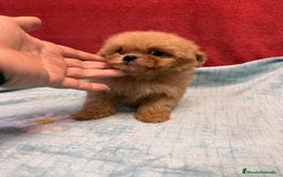 Shihpoo perros en venta: Monísima ShihPoo  - Imagen 1