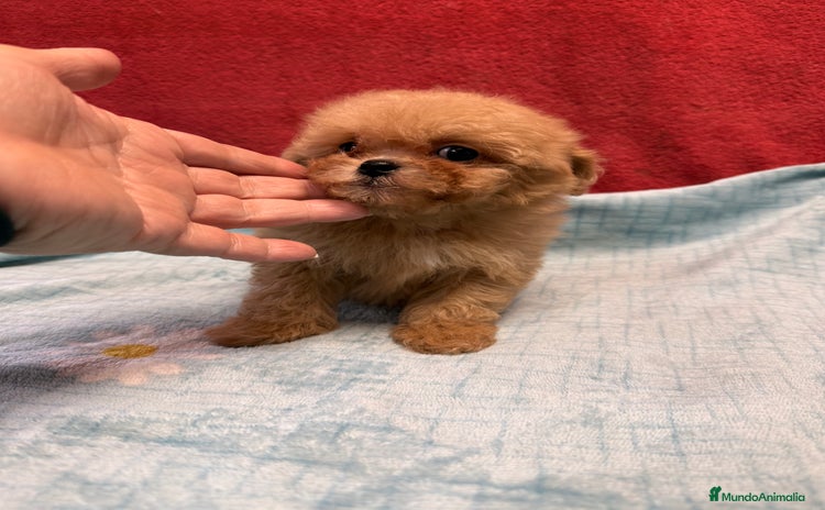 Shihpoo perros - Anuncio 1