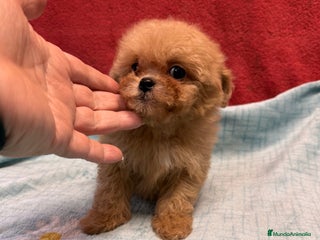 Shihpoo perros - Anuncio 1