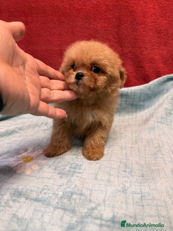 Shihpoo perros Monísima ShihPoo - Anuncio 2